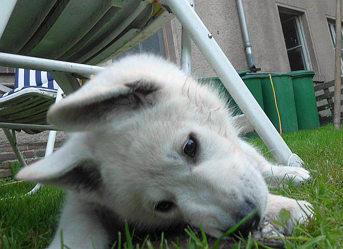 Weisser Schferhundwelpe von den Grenzgngern